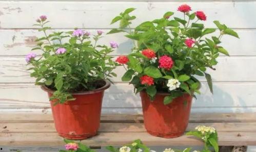 临汾老太太爆料视频最新,揭秘背后惊人真相  第3张