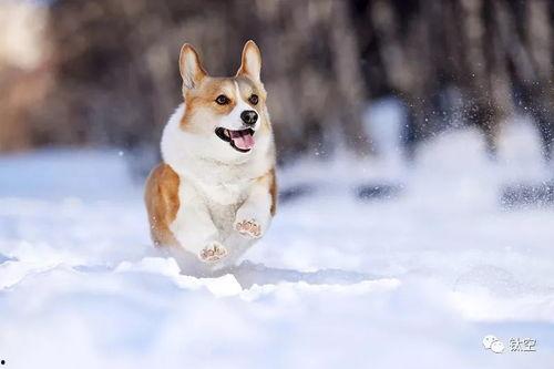 雪可爱爆料陈死狗视频,真相大白引热议  第1张